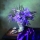 Calendar cu imagini Bouquets, 31.5 x 48 cm, 12 file, 2026